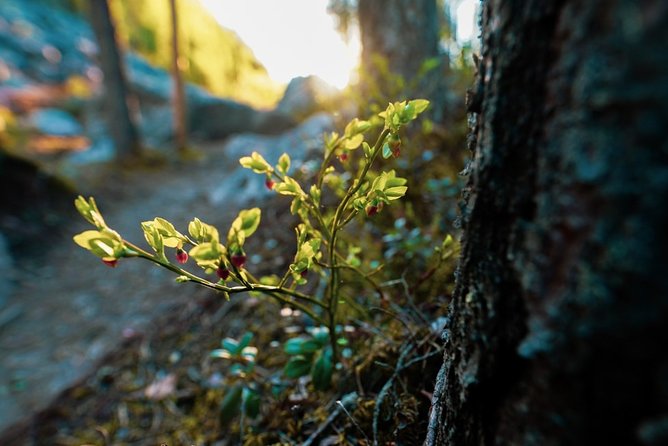 Wilderness Survival Tour - Summer & Autumn - Good To Know  