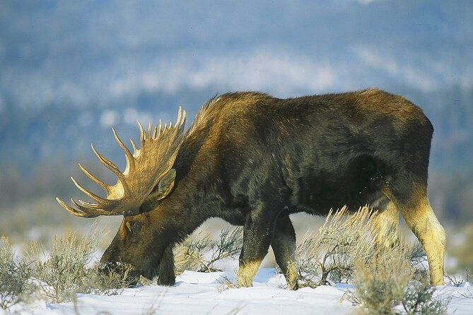 Wildlife Safari, Elk Refuge Sleigh Ride, Winter Camp Igloo Dinner - Final Thoughts