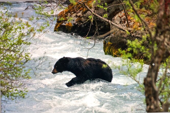 Wildlife Walking Half-Day Private Guided Tour in Whittier - Good To Know