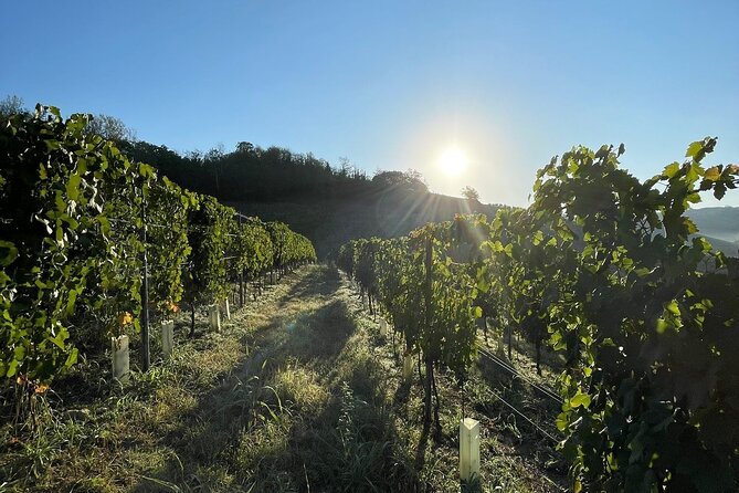 Wine Tour and tasting in the Monferrato - Premium - Exploring the Details of the Monferrato Wine Tour