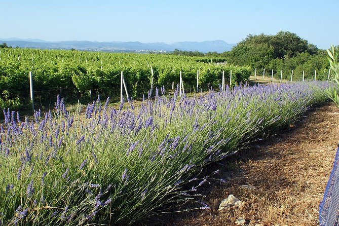 Wine Tour & Tasting (Herzegovina) - An In-Depth Look at the Herzegovina Wine Tour & Tasting