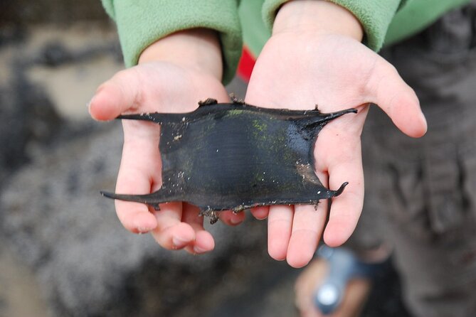 Zeeland Beach safari with Fishnet NL/DE - Discover the Marine World on a Zeeland Beach Safari