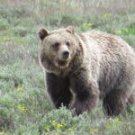 2-Day Private Tour of Yellowstone National Park Lower & Upper Loops - Why We Think This Tour Works Well