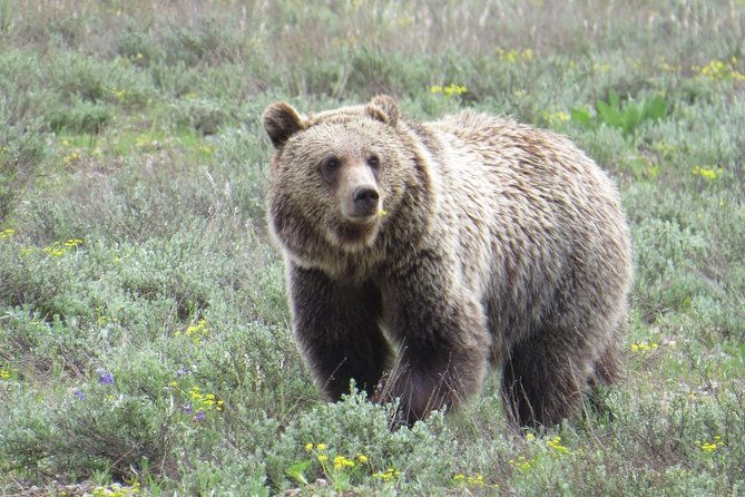 2-Day Private Tour of Yellowstone National Park Lower & Upper Loops - Why We Think This Tour Works Well