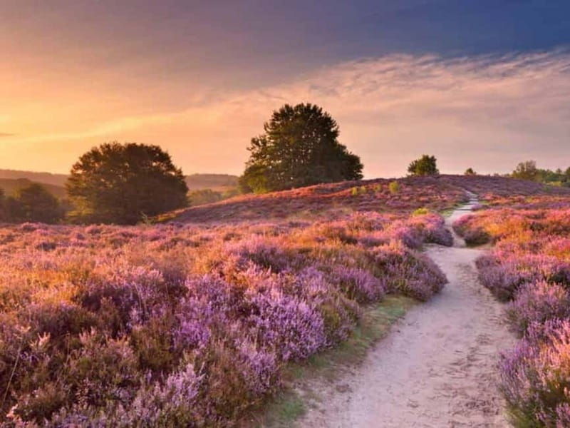 Arnhem: 8-hour culinary car tour of Veluwe - The Concept and What It Offers