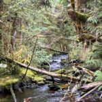 Beautiful Hike on Tongass National Forest's Lunch Creek Trail - Authentic Experiences and Practical Insights