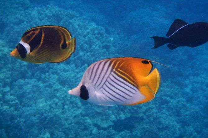 Captain Cook Snorkeling Cruise | Departs from Honokohau Harbor - Final Thoughts