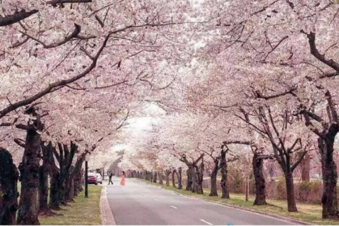 Chicago to Washington D.C. Cherry Blossom 3-Day Tour - Who Is This Tour Best For?