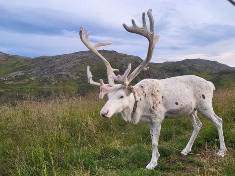 From Honningsvåg: North Cape and King Crabs Tour - Analyzing the Value
