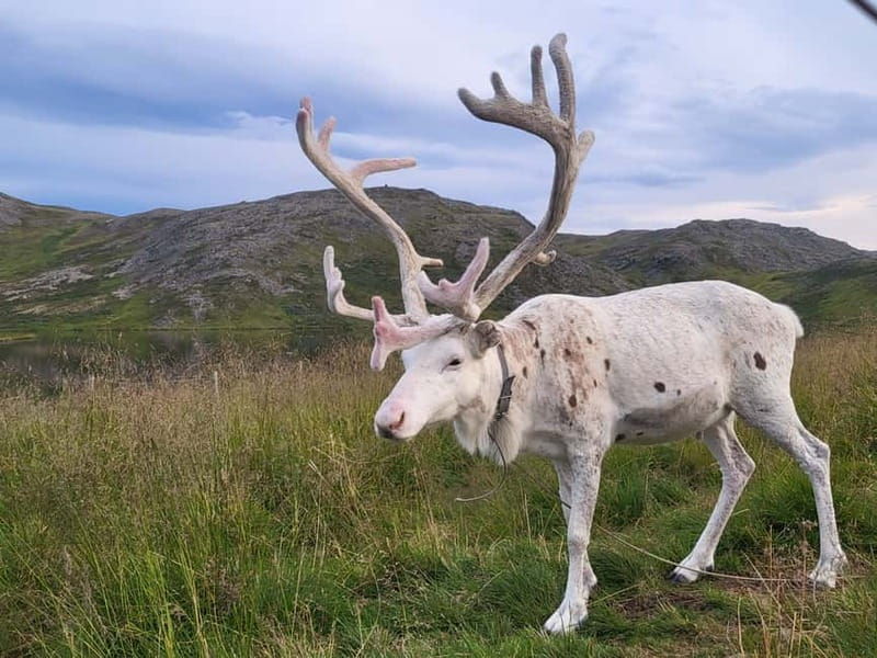 From Honningsvåg: North Cape and King Crabs Tour - Analyzing the Value