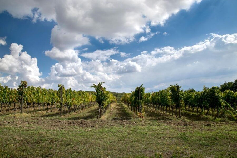 From Naples: wine experience and visit of Fontanarosa - The Value of this Experience
