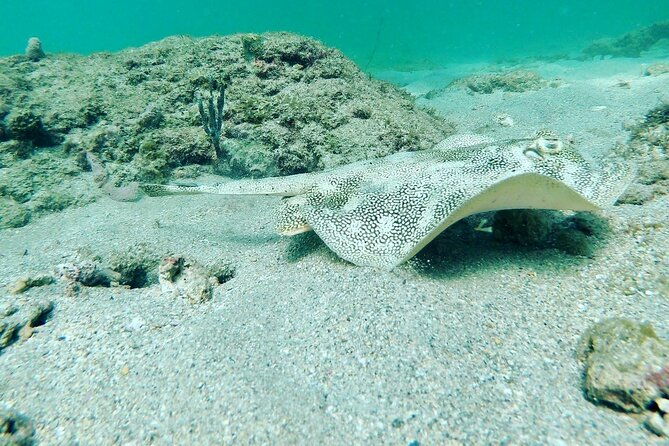 Guided Reef Snorkeling Tour in Pompano Beach - Who Is This Tour Best For?