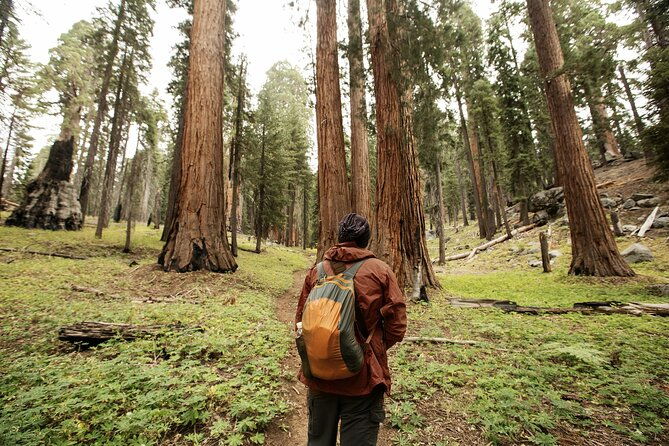 Los Angeles to San Francisco: California Parks Highlights Tour - Good To Know