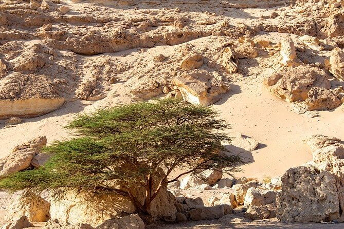 Luxury Desert Safari Tour, Morning & Afternoon from Hurghada - Value and Practicality: Is It Worth It?