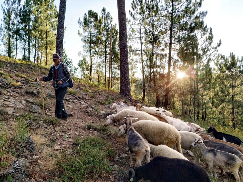 Manteigas: Serra da Estrela Shepherd Path Hike with Shepherd - An In-Depth Look at the Shepherd Path Hike