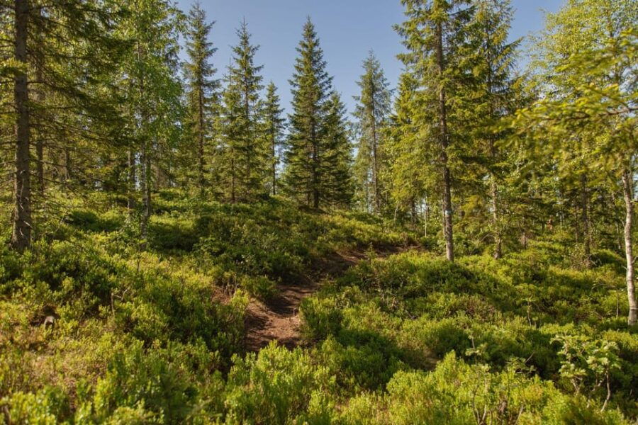 Oslo: Local Forest Cabin, Fresh Pastries and Lake Swim - Good To Know