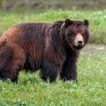 Pack Creek Bear Viewing - Final Thoughts: Is It Worth It?
