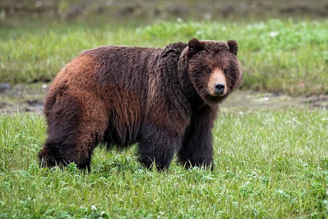 Pack Creek Bear Viewing - Final Thoughts: Is It Worth It?