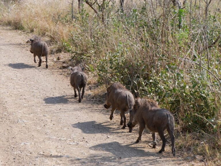 Pilanesberg full day game drive departing from Johannesburg - FAQs