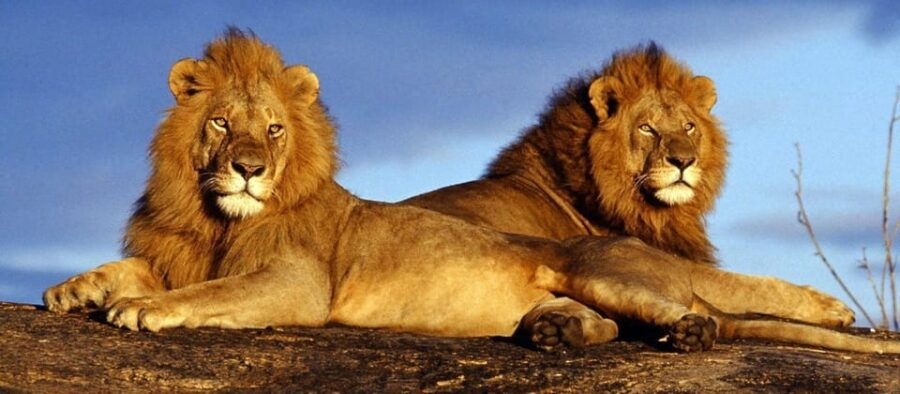 Pilanesberg Game reserve safari with pickup in Johannesburg - The Sum Up: Is This Safari Right for You?
