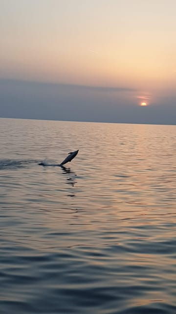Pore: Sunset Dolphin Safari with Dinner and Drinks - Overview of the Experience