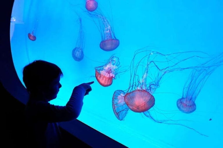 Prague: The World Of Jellyfish Entry Ticket w/ Drink - Authentic Experiences & Feedback from Visitors