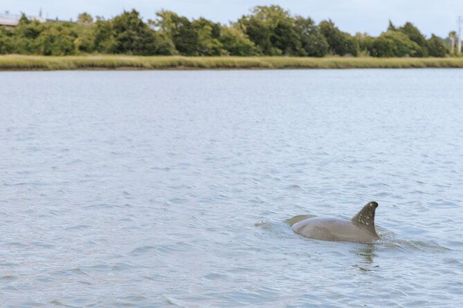Private Charleston Dolphin Tour - Authentic Experiences and Review Insights