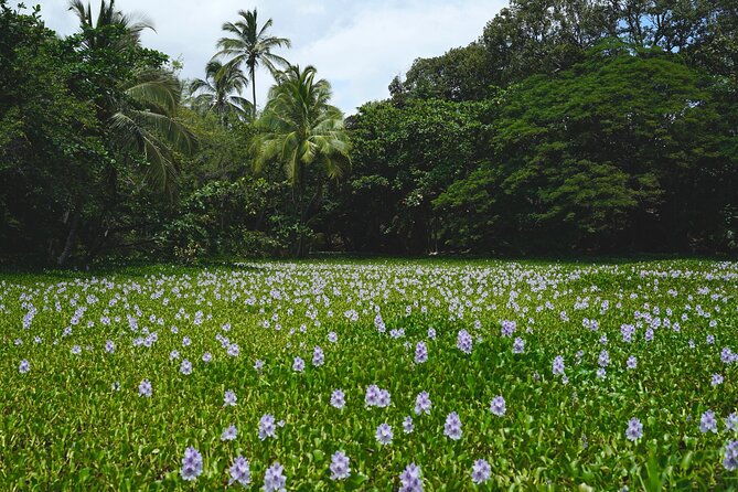 Private Customized Big Island Adventure Tour (4-6 Hours) - An In-Depth Look at the Tour Experience  