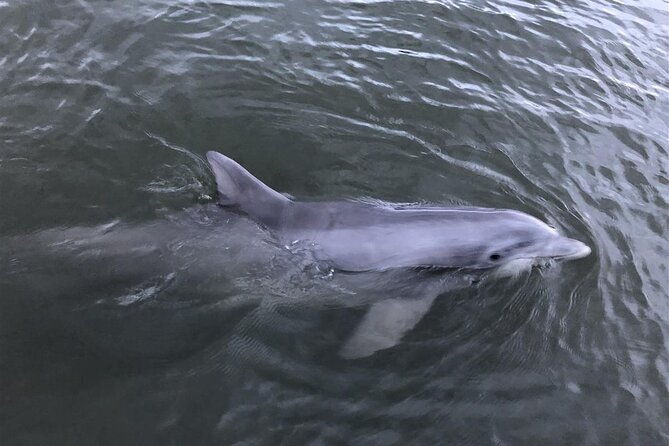 Private Dolphin and Nature Tour of Hilton Head - Why This Tour Works Well
