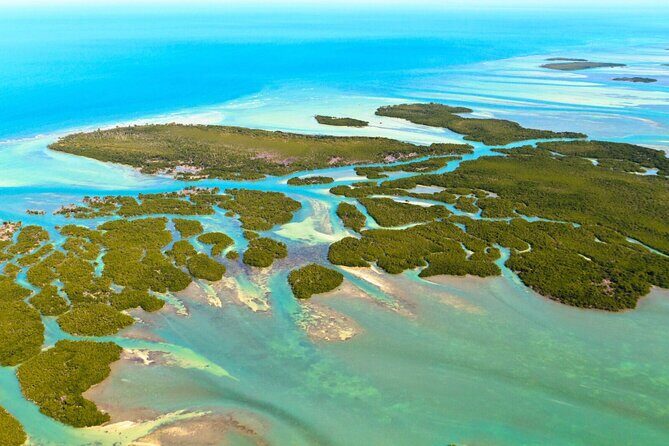 Private Dolphin Playground Safari - Setting the Scene: What to Expect on Your Dolphin Safari