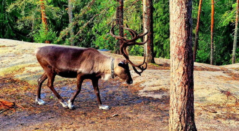 PRIVATE Reindeer Park Adventure by VIP Car - The Experience: What’s Included and How It Adds Value