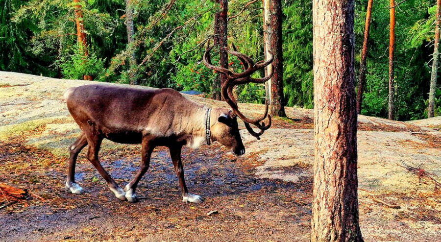 PRIVATE Reindeer Park Adventure by VIP Car - The Experience: What’s Included and How It Adds Value