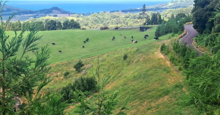 Private Tour Full Day Sete Cidades and Lagoa do Fogo - Practical Details and Tips