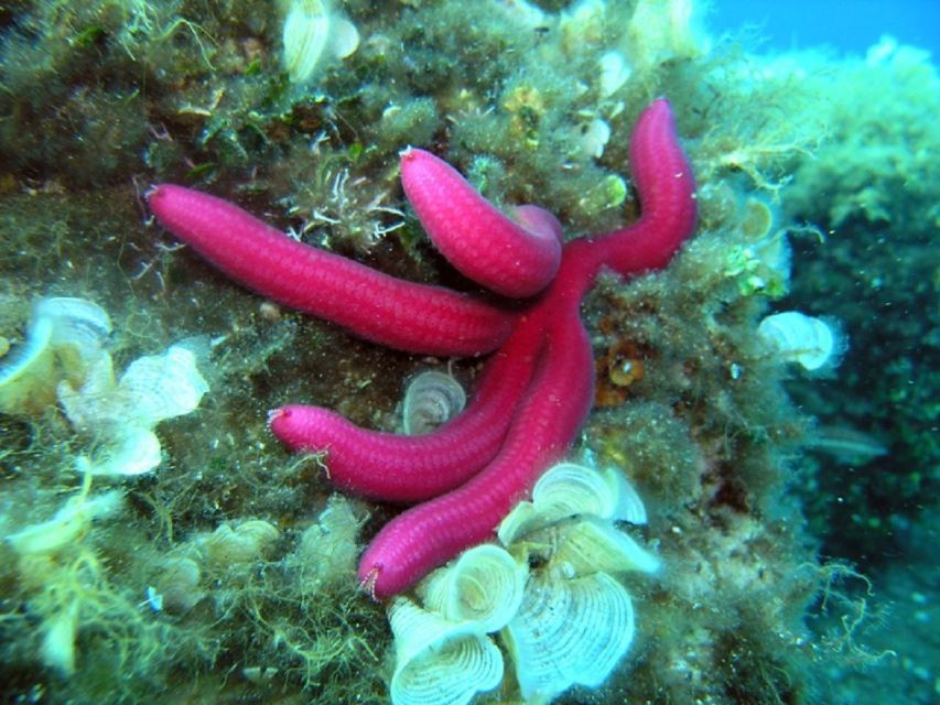 Pula: Bike Tour of Ancient Pula & Aquatic Adventures - Authentic Reviews Adding Depth