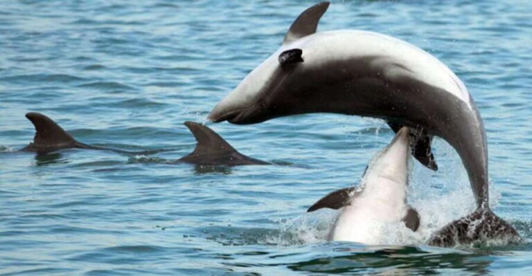Pula Dolphin Watching Boat Trip - Itinerary Breakdown