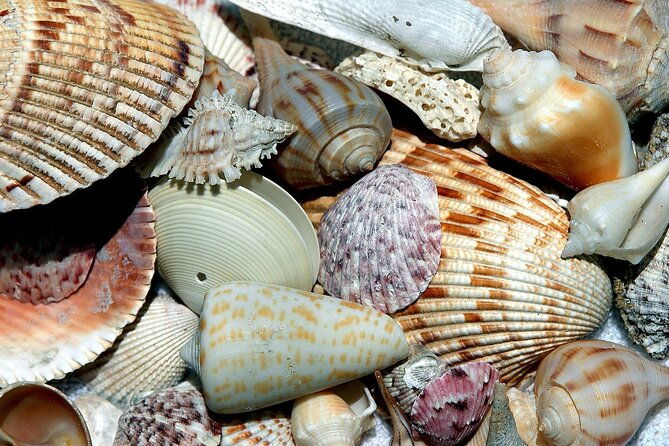 Punta Gorda/Boca Grande Beach Day Private 5hr Charter - Practical Details & What Travelers Should Know