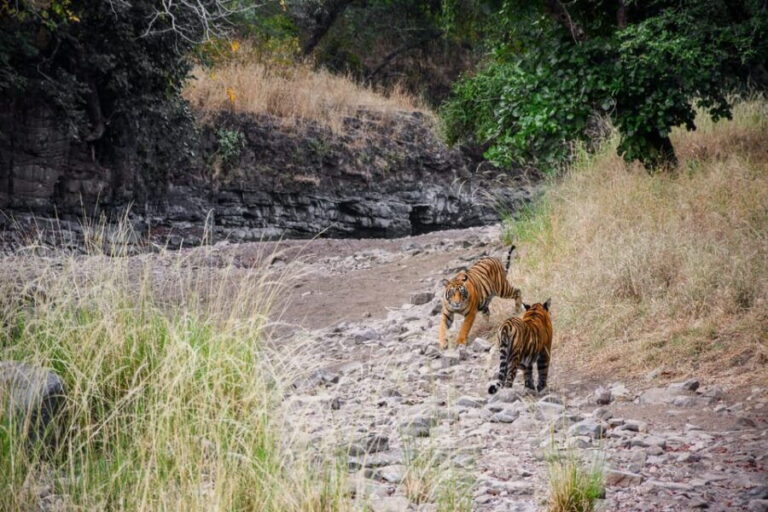 Ranthambore Safari Booking-Sharing Gypsy and Sharing Canter - Why You’ll Love This Safari
