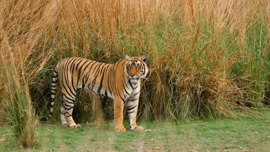 Ranthambore: Shared Tiger Safari in Canter or Gypsy - The Itinerary and Experience Breakdown