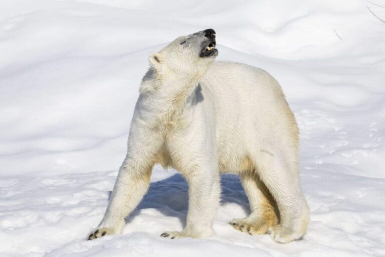 Ranua Wildlife zoo tour with lunch buffet included - An Excursion That Balances Nature & Comfort