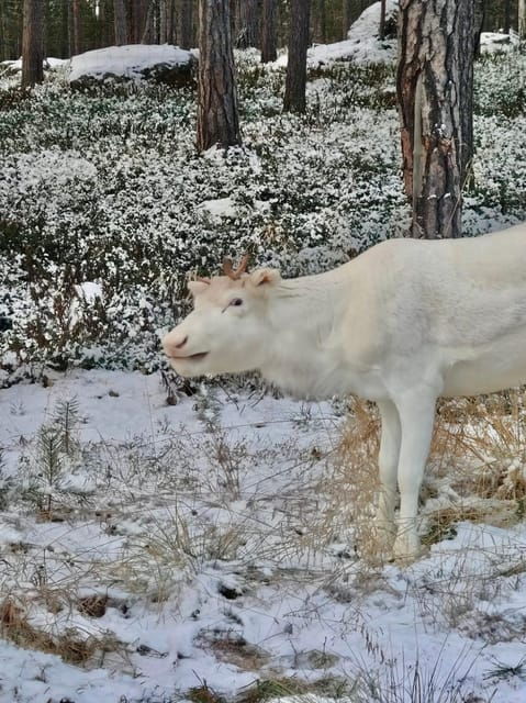 Reindeer feeding in Inari - Who Will Love This Tour?