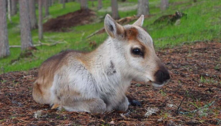 Reindeer Summer Farm Visit at a 200-Year-Old Rovaniemi Farm - Why This Experience Stands Out
