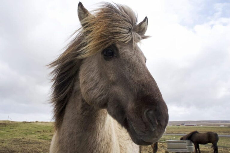 Reykjavik Combo: Horse Riding & Snorkeling in Silfra Fissure - Final Thoughts: Is It Worth It?  