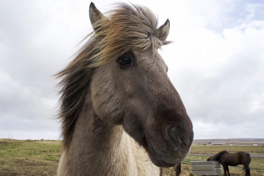 Reykjavik Combo: Horse Riding & Snorkeling in Silfra Fissure - Final Thoughts: Is It Worth It?  
