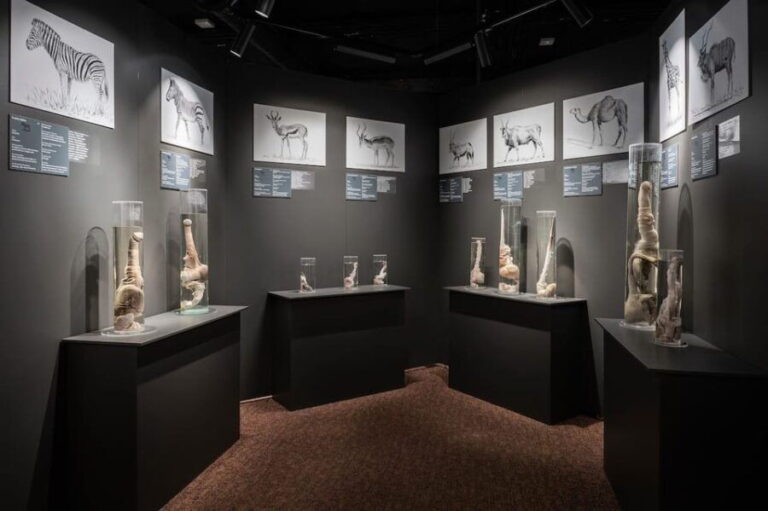 Reykjavik: Icelandic Phallological Museum Entry Ticket - What to Expect During Your Visit