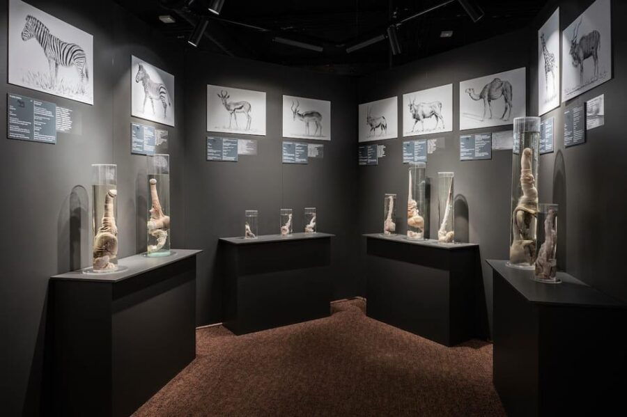 Reykjavik: Icelandic Phallological Museum Entry Ticket - What to Expect During Your Visit