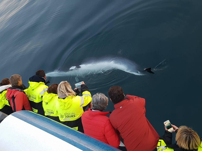 Reykjavik: Whale Watching & Lava Show - What the Reviews Say