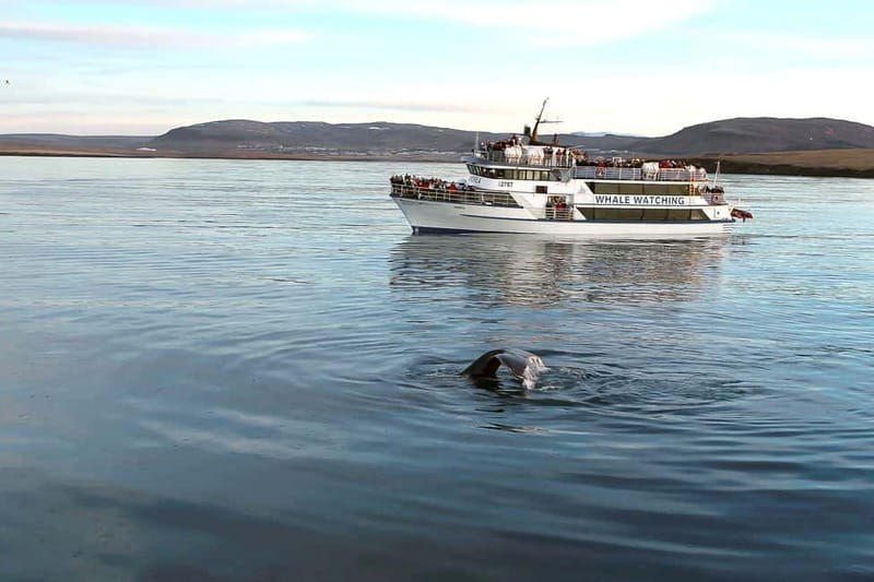 Reykjavik: Whale Watching Tour with Expert Guide - The Experience Onboard