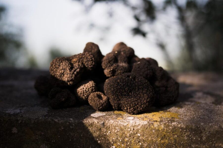 Rome: Truffle Hunting and Gourmet Lunch in the Countryside - A Deep Dive into the Itinerary and Experience
