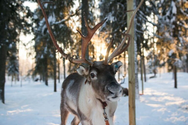 Rovaniemi: Daytime Reindeer Sleigh Ride - The Experience Breakdown