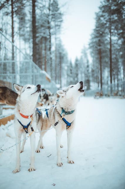 Rovaniemi: Early Winter Husky Sled Ride - What Makes the Husky Sled Ride Special?